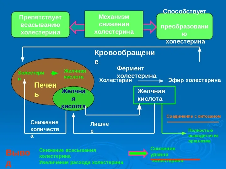 Препятствует всасыванию холестерина Способствует преобразованию холестерина Холестерин Желчная кислота Желчная кислота Фермент