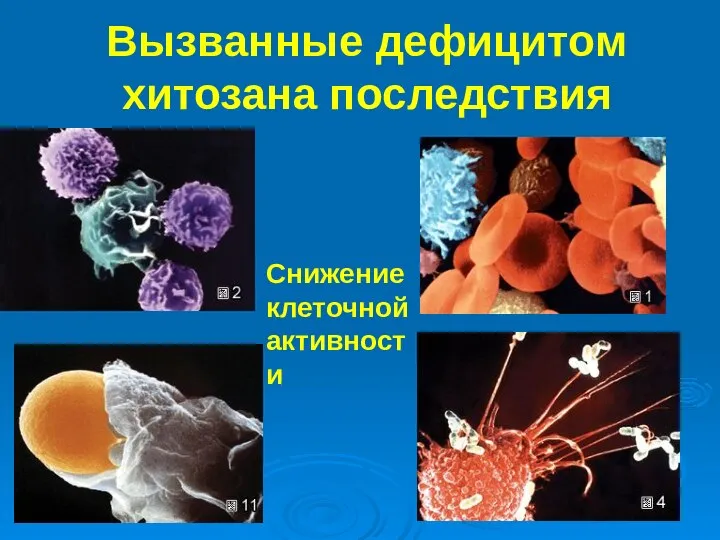 Вызванные дефицитом хитозана последствия Снижение клеточной активности