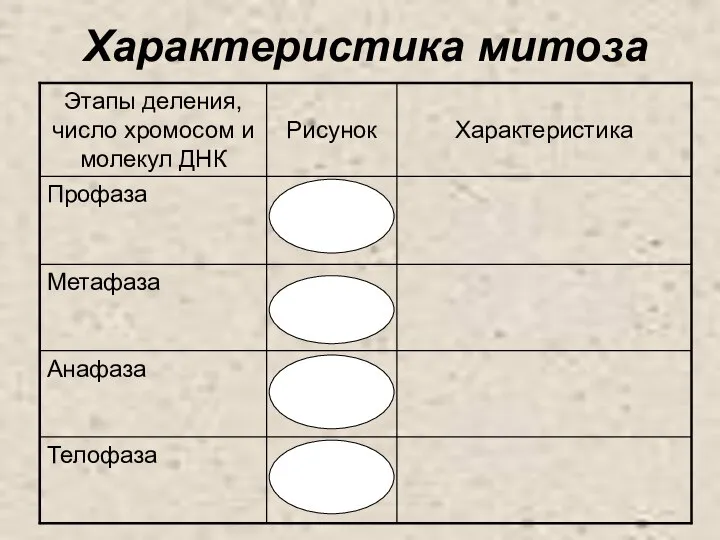 Характеристика митоза