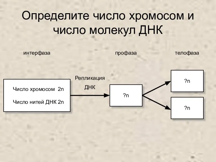 Определите число хромосом и число молекул ДНК интерфаза Число хромосом 2n Число