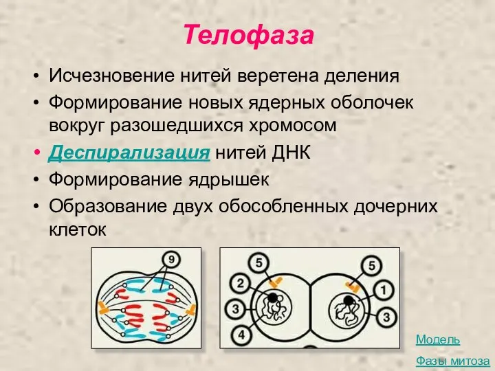 Телофаза Исчезновение нитей веретена деления Формирование новых ядерных оболочек вокруг разошедшихся хромосом