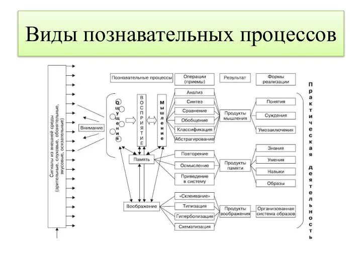 Виды познавательных процессов