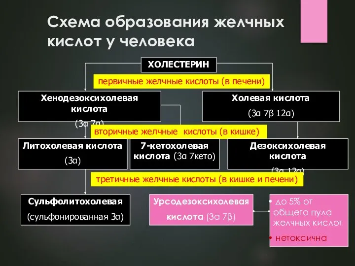 Схема образования желчных кислот у человека