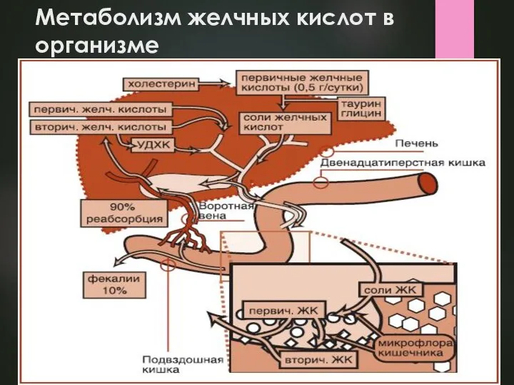 Метаболизм желчных кислот в организме