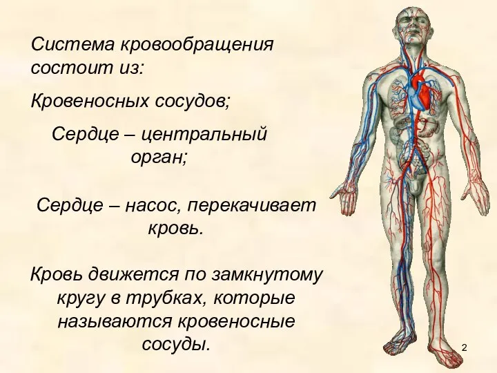 Система кровообращения состоит из: Кровеносных сосудов; Сердце – центральный орган; Сердце –