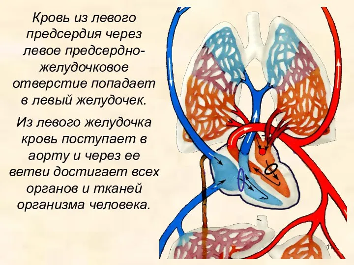 Кровь из левого предсердия через левое предсердно-желудочковое отверстие попадает в левый желудочек.