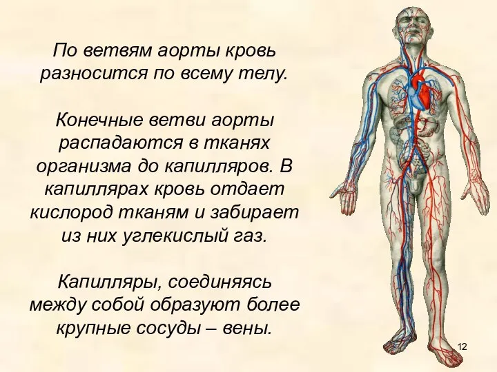 По ветвям аорты кровь разносится по всему телу. Конечные ветви аорты распадаются