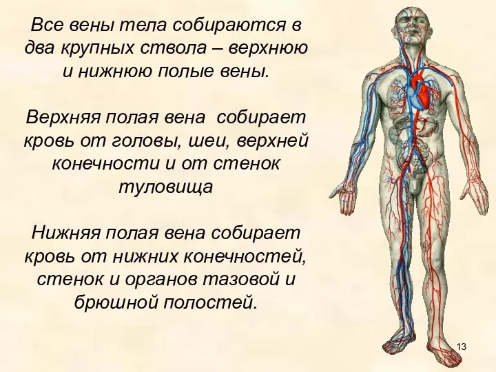 Все вены тела собираются в два крупных ствола – верхнюю и нижнюю