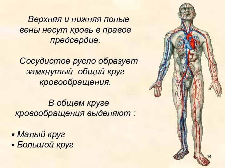 Верхняя и нижняя полые вены несут кровь в правое предсердие. Сосудистое русло