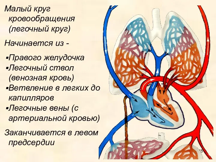 Малый круг кровообращения (легочный круг) Начинается из - Правого желудочка Легочный ствол