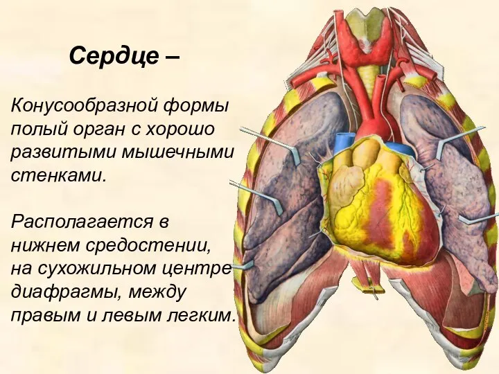 Сердце – Конусообразной формы полый орган с хорошо развитыми мышечными стенками. Располагается