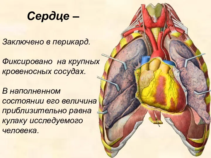 Сердце – Заключено в перикард. Фиксировано на крупных кровеносных сосудах. В наполненном