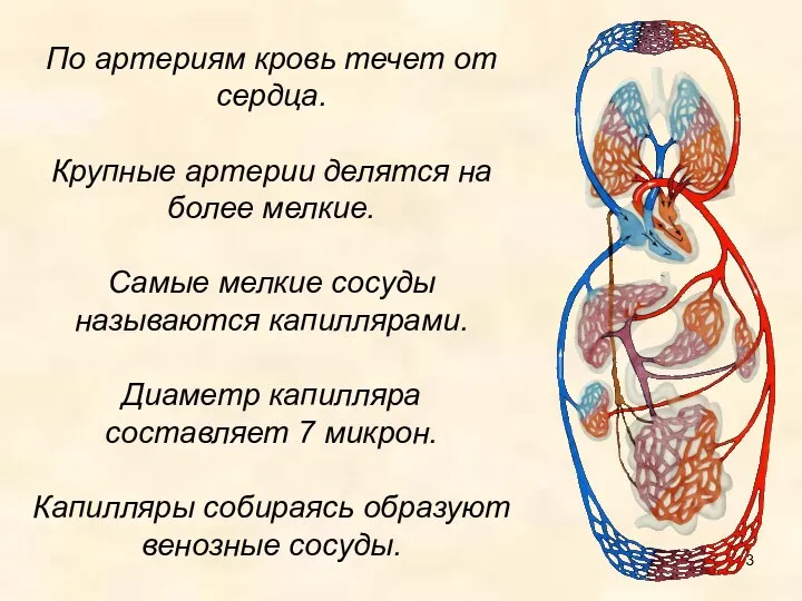 По артериям кровь течет от сердца. Крупные артерии делятся на более мелкие.