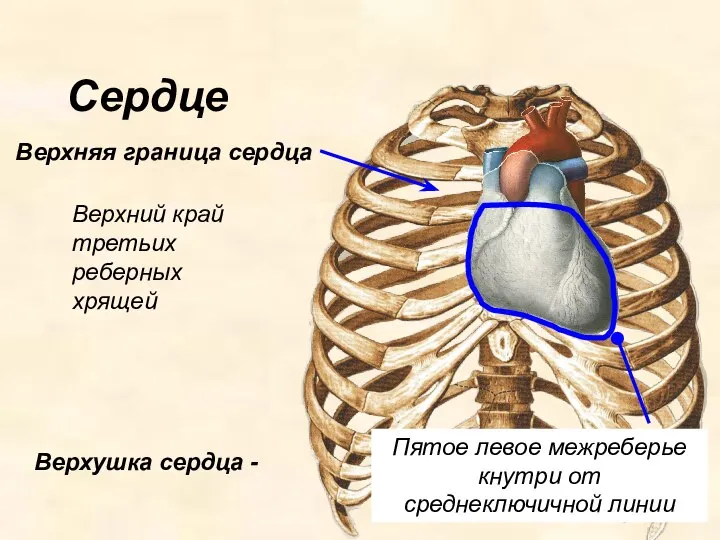 Верхняя граница сердца Сердце Верхний край третьих реберных хрящей Верхушка сердца -