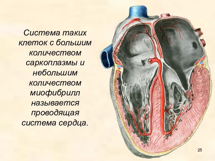 Система таких клеток с большим количеством саркоплазмы и небольшим количеством миофибрилл называется проводящая система сердца.