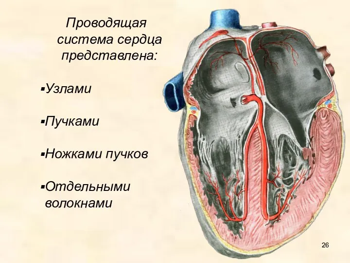 Проводящая система сердца представлена: Узлами Пучками Ножками пучков Отдельными волокнами