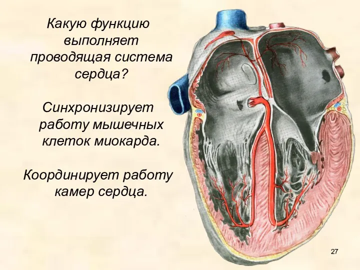 Какую функцию выполняет проводящая система сердца? Синхронизирует работу мышечных клеток миокарда. Координирует работу камер сердца.