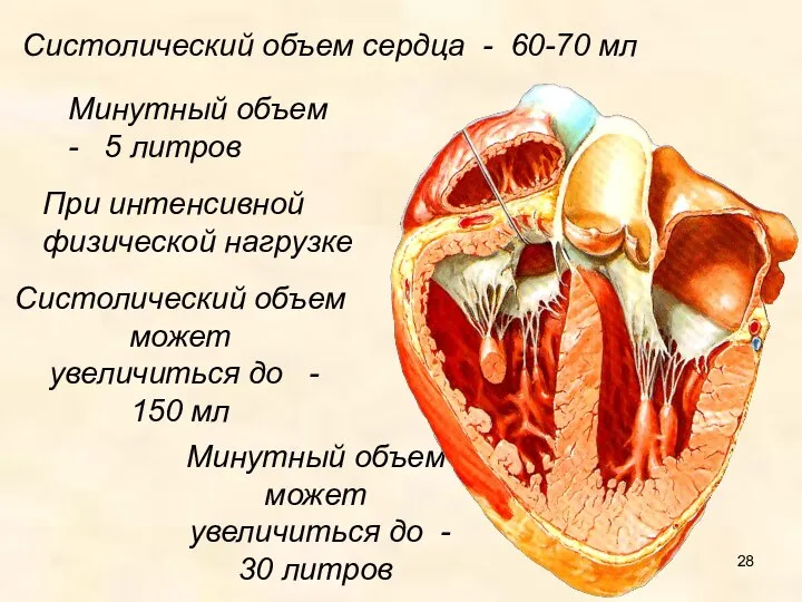 Систолический объем сердца - 60-70 мл Минутный объем - 5 литров При