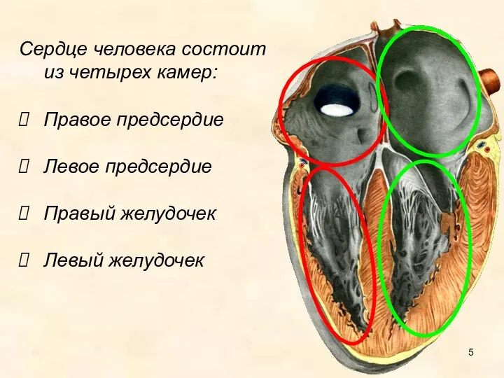 Сердце человека состоит из четырех камер: Правое предсердие Левое предсердие Правый желудочек Левый желудочек