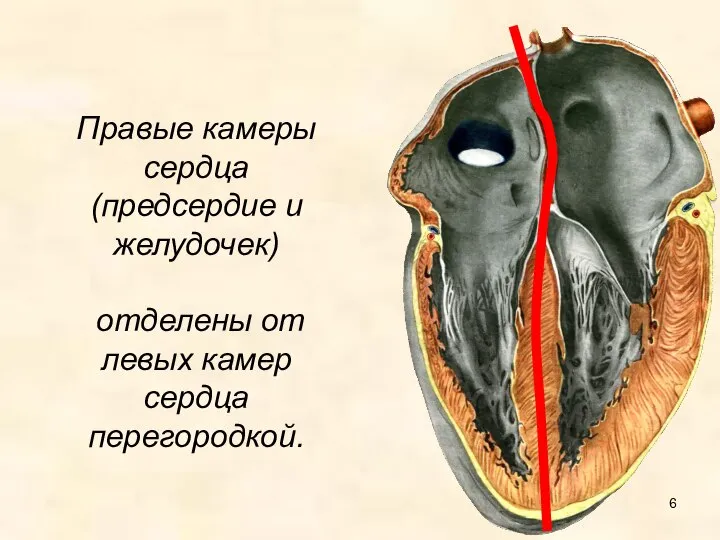 Правые камеры сердца (предсердие и желудочек) отделены от левых камер сердца перегородкой.