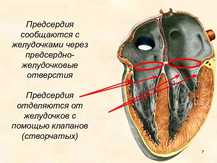 Предсердия сообщаются с желудочками через предсердно-желудочковые отверстия Предсердия отделяются от желудочков с помощью клапанов (створчатых)