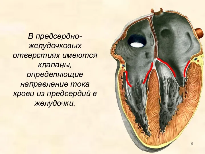 В предсердно-желудочковых отверстиях имеются клапаны, определяющие направление тока крови из предсердий в желудочки.