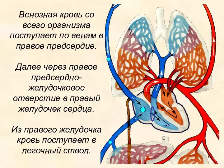 Венозная кровь со всего организма поступает по венам в правое предсердие. Далее