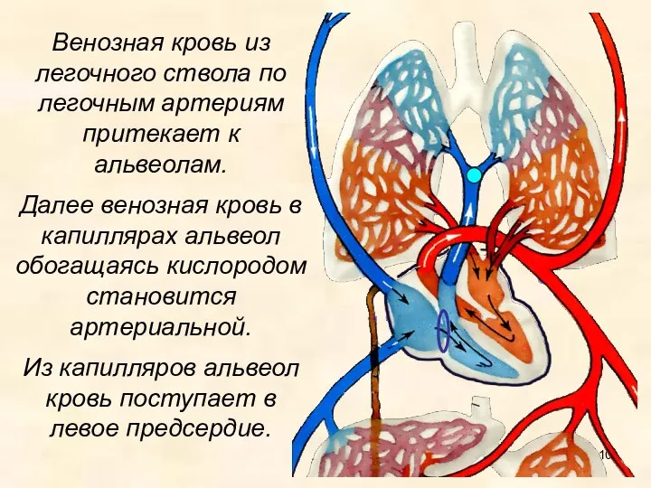 Венозная кровь из легочного ствола по легочным артериям притекает к альвеолам. Далее