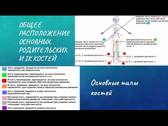 ОБЩЕЕ РАСПОЛОЖЕНИЕ ОСНОВНЫХ, РОДИТЕЛЬСКИХ И IK КОСТЕЙ Основные типы костей