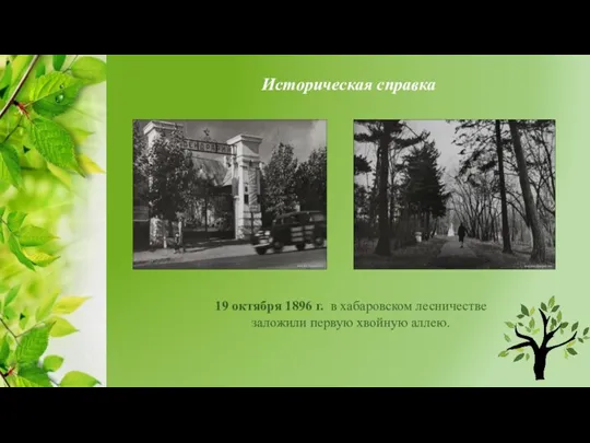 Историческая справка 19 октября 1896 г. в хабаровском лесничестве заложили первую хвойную аллею.