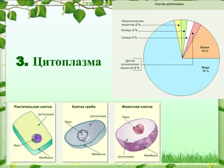 3. Цитоплазма