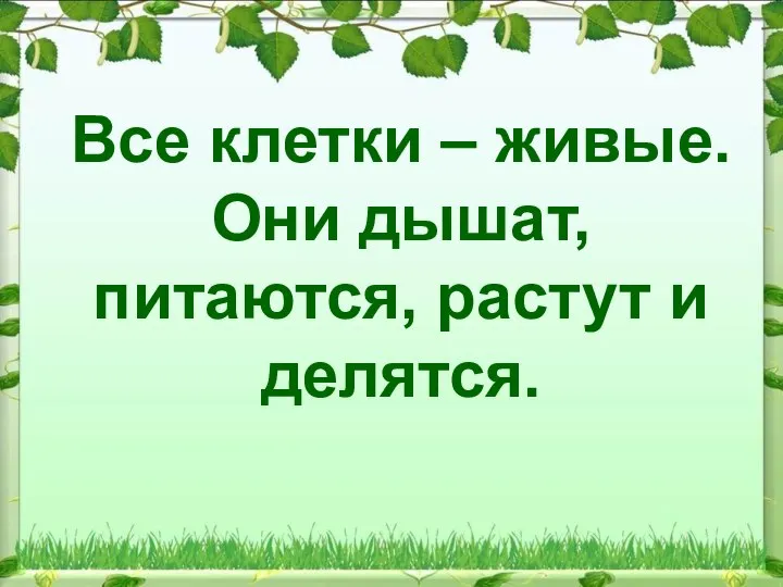 Все клетки – живые. Они дышат, питаются, растут и делятся.