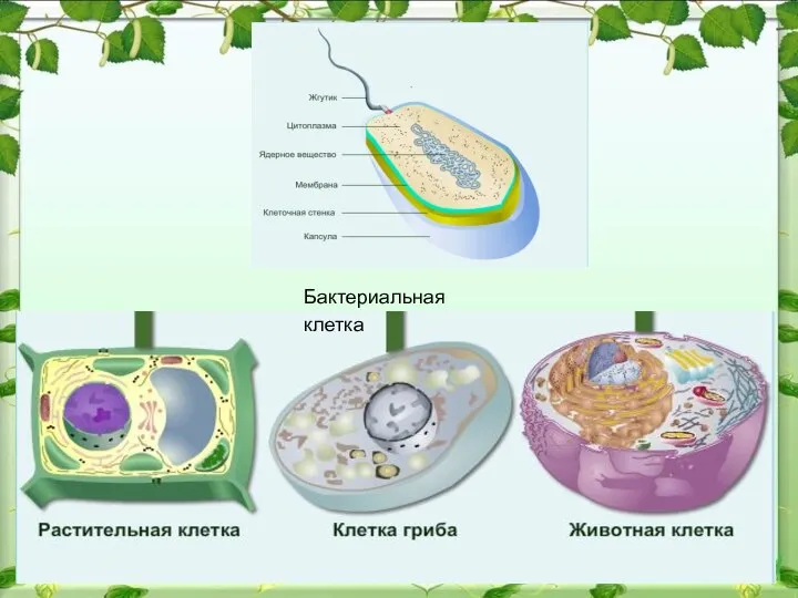 Бактериальная клетка