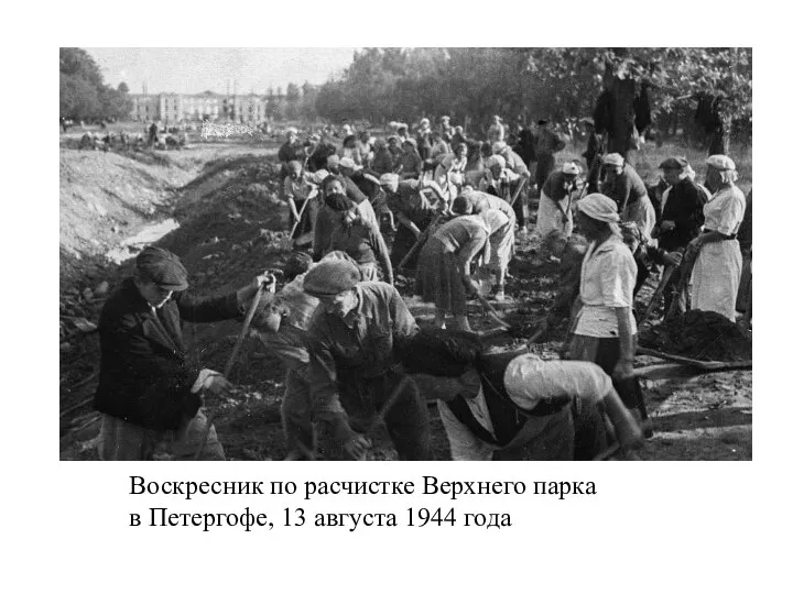 Воскресник по расчистке Верхнего парка в Петергофе, 13 августа 1944 года