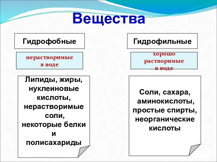 Вещества Гидрофобные Гидрофильные хорошо растворимые в воде Липиды, жиры, нуклеиновые кислоты, нерастворимые