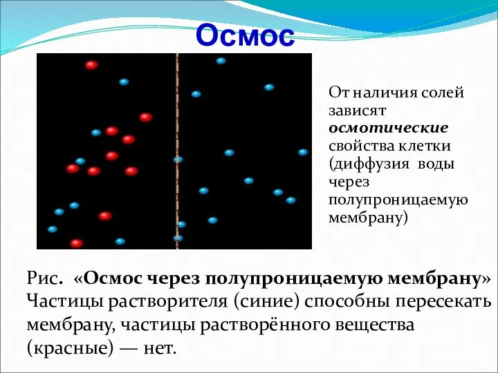Осмос От наличия солей зависят осмотические свойства клетки (диффузия воды через полупроницаемую