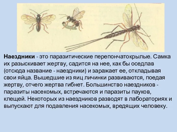 Наездники - это паразитические перепончатокрылые. Самка их разыскивает жертву, садится на нее,