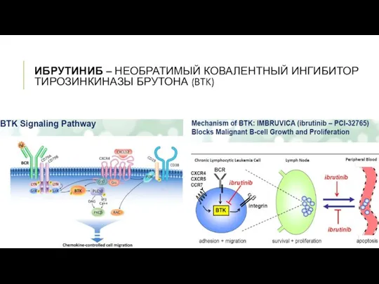 ИБРУТИНИБ – НЕОБРАТИМЫЙ КОВАЛЕНТНЫЙ ИНГИБИТОР ТИРОЗИНКИНАЗЫ БРУТОНА (BTK)