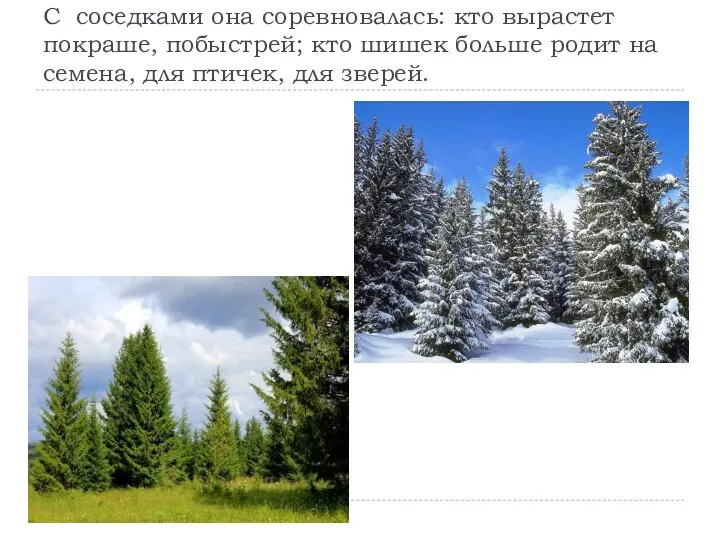 С соседками она соревновалась: кто вырастет покраше, побыстрей; кто шишек больше родит