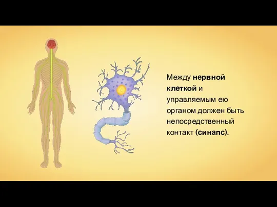Между нервной клеткой и управляемым ею органом должен быть непосредственный контакт (синапс).
