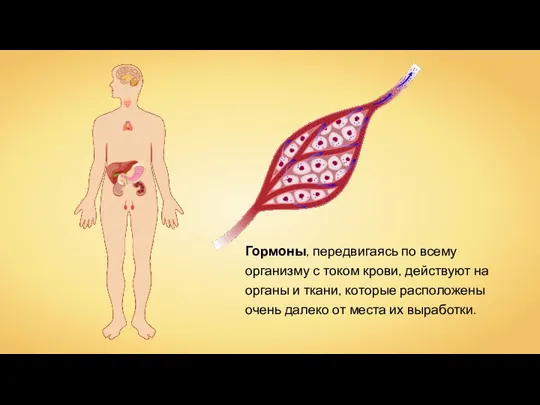 Гормоны, передвигаясь по всему организму с током крови, действуют на органы и