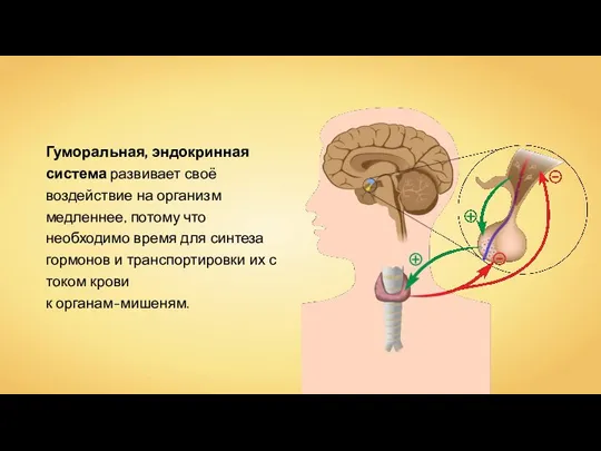 Гуморальная, эндокринная система развивает своё воздействие на организм медленнее, потому что необходимо