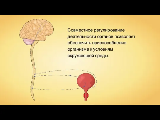 Совместное регулирование деятельности органов позволяет обеспечить приспособление организма к условиям окружающей среды.