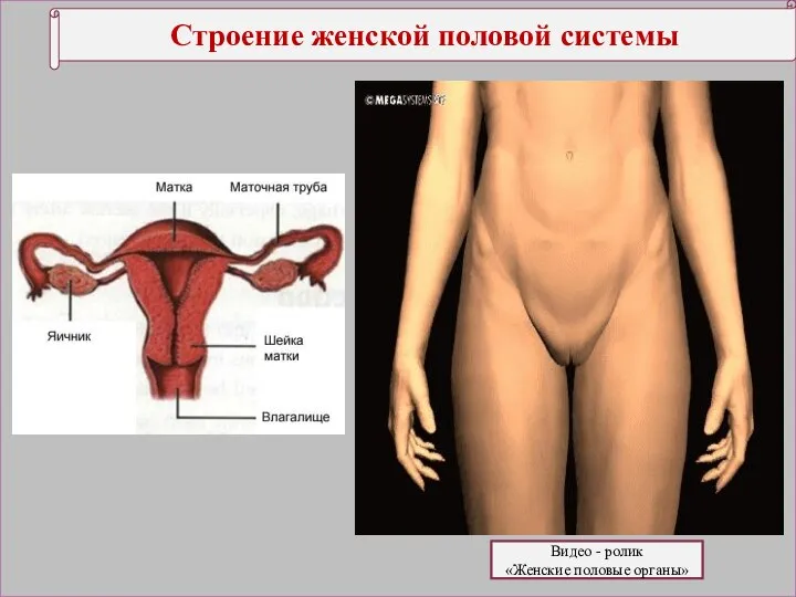 Строение женской половой системы Видео - ролик «Женские половые органы»