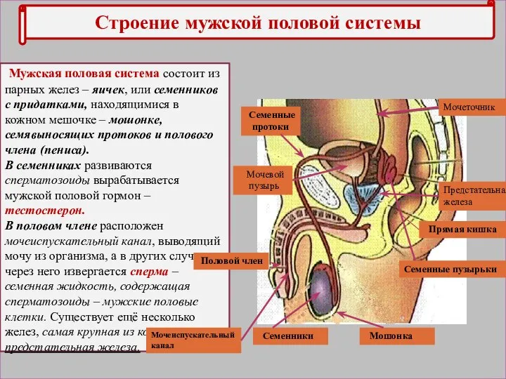 Строение мужской половой системы Мужская половая система состоит из парных желез –