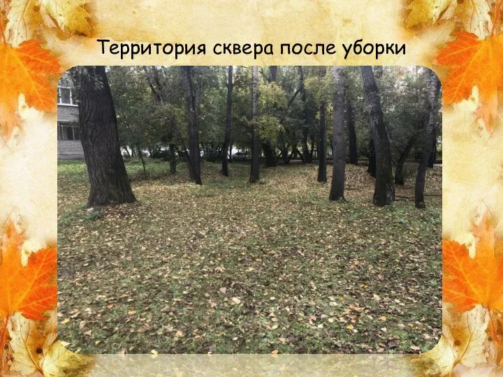 Территория сквера после уборки