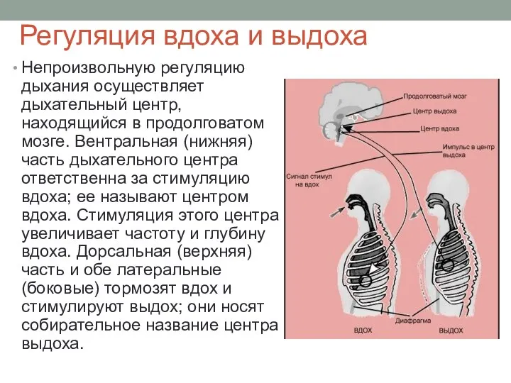 Регуляция вдоха и выдоха Непроизвольную регуляцию дыхания осуществляет дыхательный центр, находящийся в