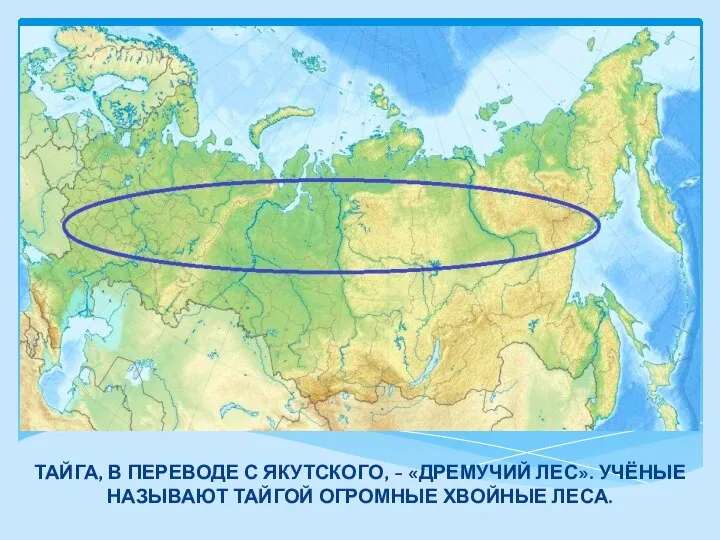 ТАЙГА, В ПЕРЕВОДЕ С ЯКУТСКОГО, - «ДРЕМУЧИЙ ЛЕС». УЧЁНЫЕ НАЗЫВАЮТ ТАЙГОЙ ОГРОМНЫЕ ХВОЙНЫЕ ЛЕСА.