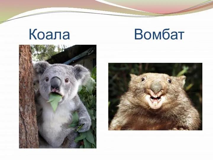 Коала Вомбат