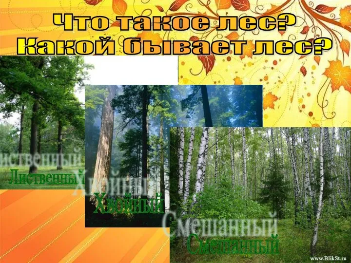 Что такое лес? Какой бывает лес? Лиственный Хвойный Смешанный